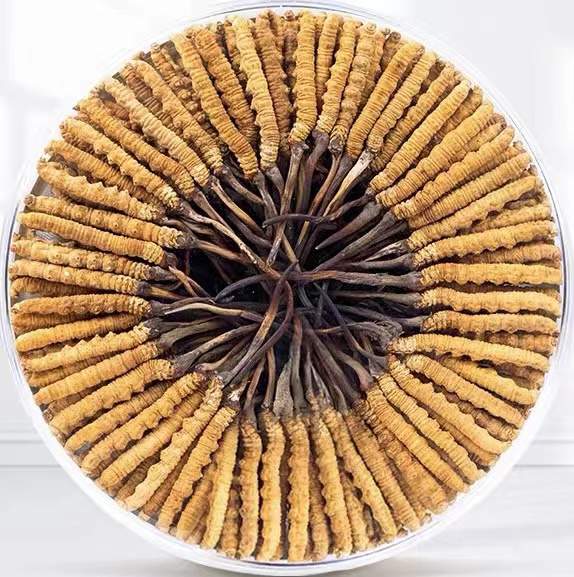 奇台冬虫夏草回收